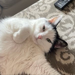 Meet your Posher, Benjamin